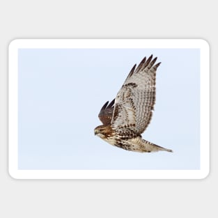 Red-tailed Hawk Sticker